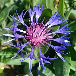 Centaurée bleuet des montagnes