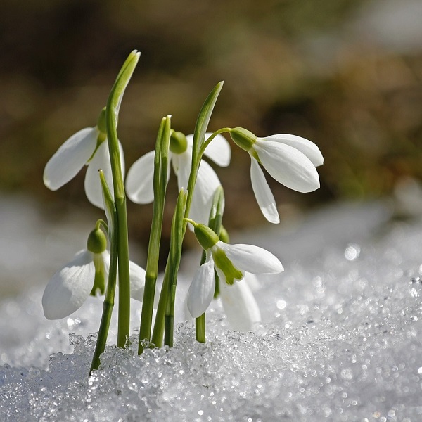 Perce-neige en fleurs