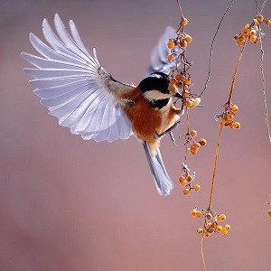 oiseau qui mange des baies