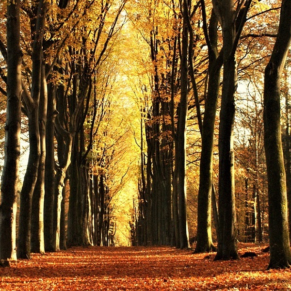 chemin dans la forêt