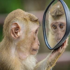 un singe se regarde dans le mirroir