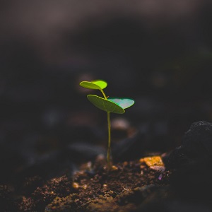 petite plantule qui sort de terre