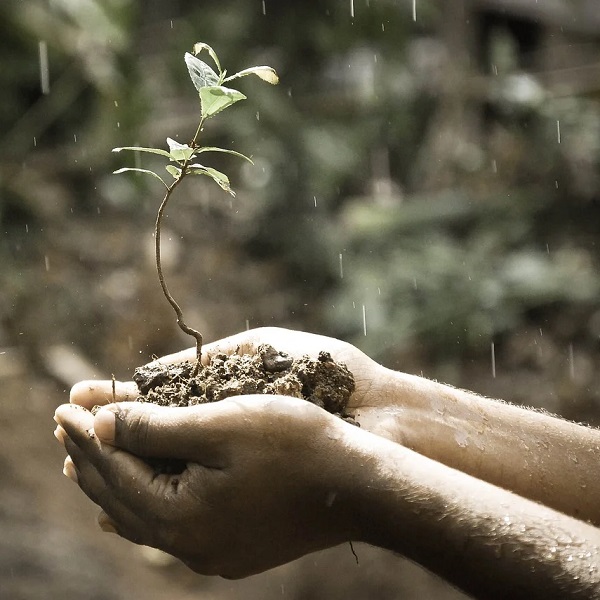 une pousse de plante tenue à la main