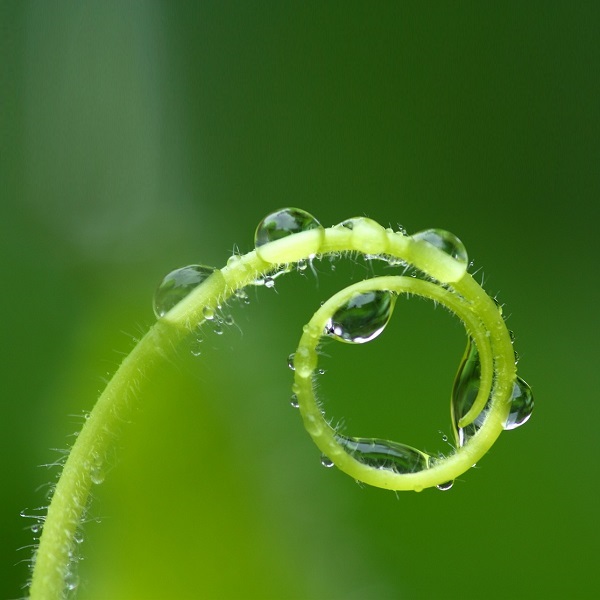 gouttes d'eau sur une jeune pousse