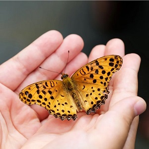 papillon orange sur mains