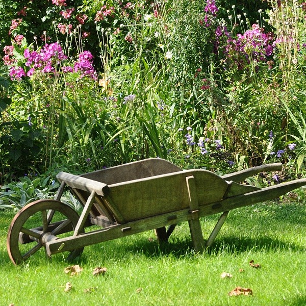 brouette dans jardin de fleurs