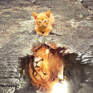 un chat se voit lion dans une flaque d'eau