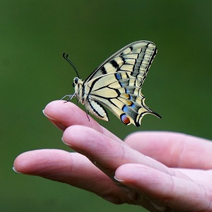 papillon sur une main