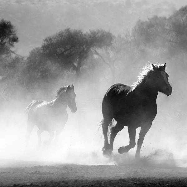 2 chevaux qui galoppent dans la poussière