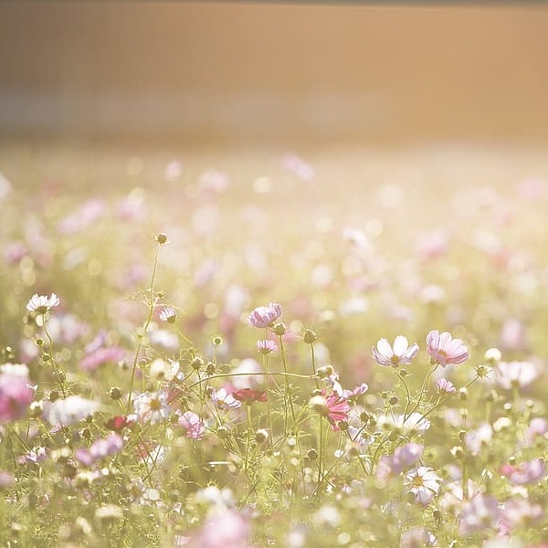 soleil sur un champ de fleurs