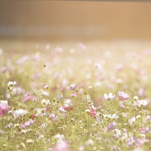 soleil sur un champ de fleurs