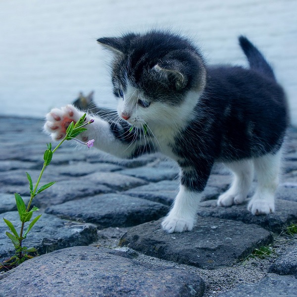 chat qui caresse une fleur