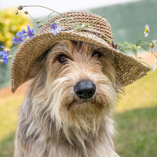 chien avec chapeau de paille
