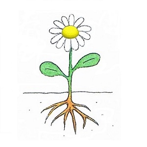 dessin d'une fleur blanche