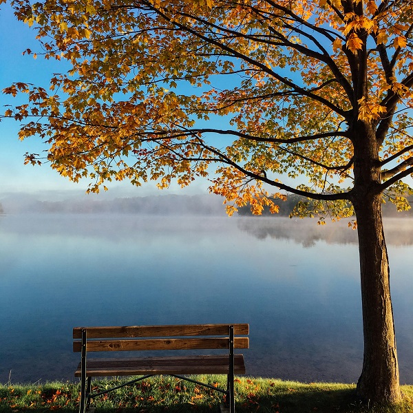 banc à côté d'un arbre, devant un lac