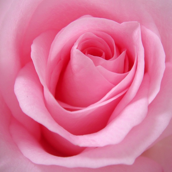 close-up des pétales d'une rose