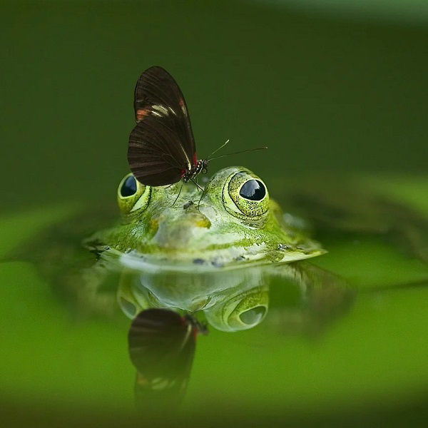 grenouille et papillon