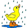 Canard sous la pluie