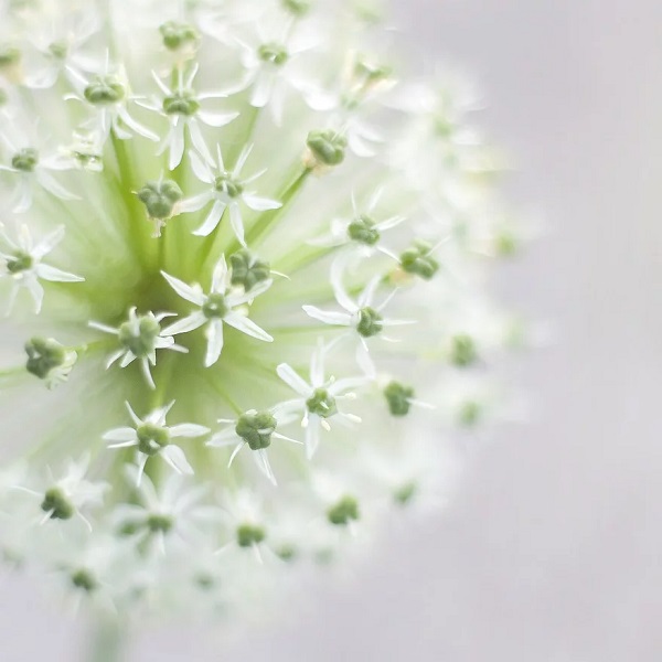 fleur d'ail