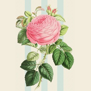 dessin d'une rose rose
