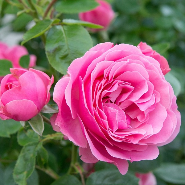 rosier rose
