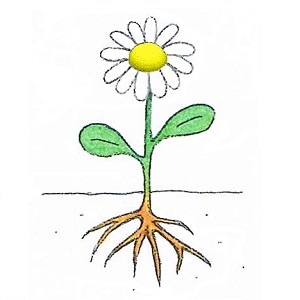 dessin d'une fleur