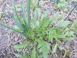 ail roquette vivace