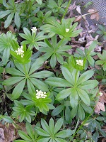 asperule odorante 200