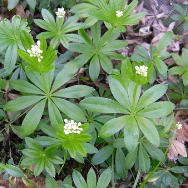 asperule odorante en fleurs