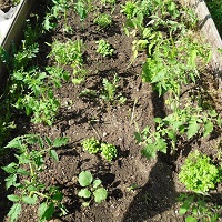 bac potager tomates basilic