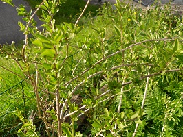 buisson baies goji 200