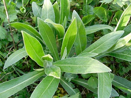 centhauree bleuet