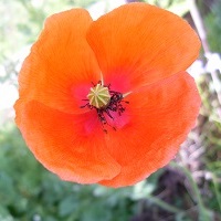 coquelicot