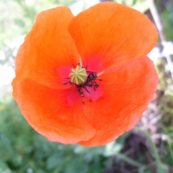 fleur de coquelicot