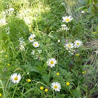 grande marguerite groupe