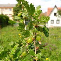 groseiller a maquereau