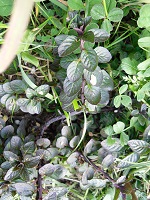 menthe chocolat