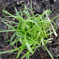 plantain corne de cerf