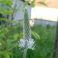 plantain grand fleur