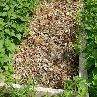 pomme de terre paillage