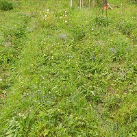 potager buttes permaculture