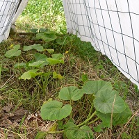potimaron tunnel chaleur