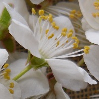 fleurs prunier sauvage