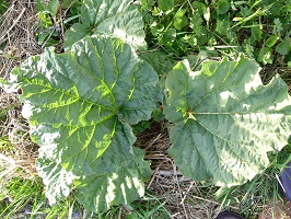 rhubarbe potager
