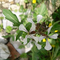 roquette annuelle fleurs