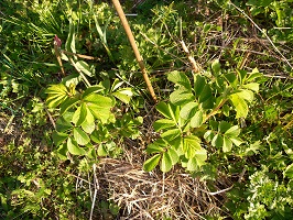 rosier ancien