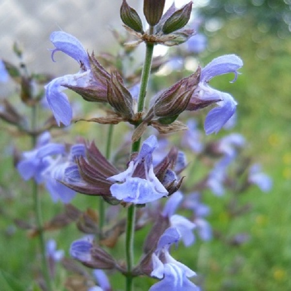 la sauge en fleurs
