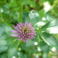 trefle des champs rose