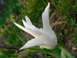tulipe oiseau