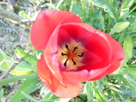 tulipe rouge
